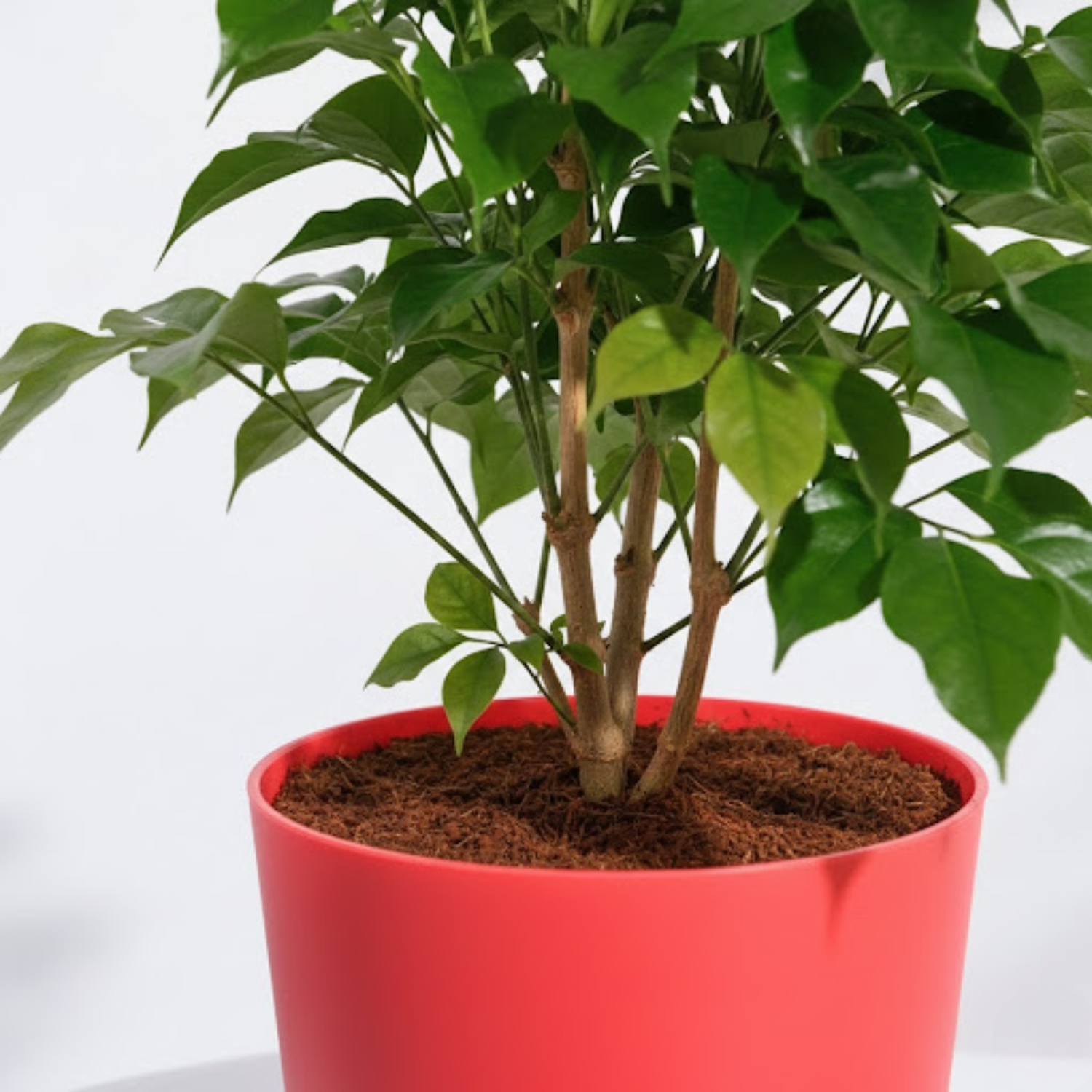 China Baby Doll Plant (Radermachera sinica) – Live Indoor Air-Purifying Plant in 18 cm Krish Self-Watering Pot | Low-Maintenance, Ornamental Houseplant for Home & Garden (Pot Colour Mary Depending On Availability)