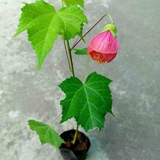 Bell Hibiscus Plant (Any Colour) | Colourful Bell-Shaped Flowers | Flowering /Ornamental Live Plant