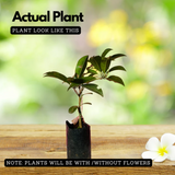 Cricket Ball Chiku( Sapodilla ) Grafted Fruit Live Plant (Home & Garden)