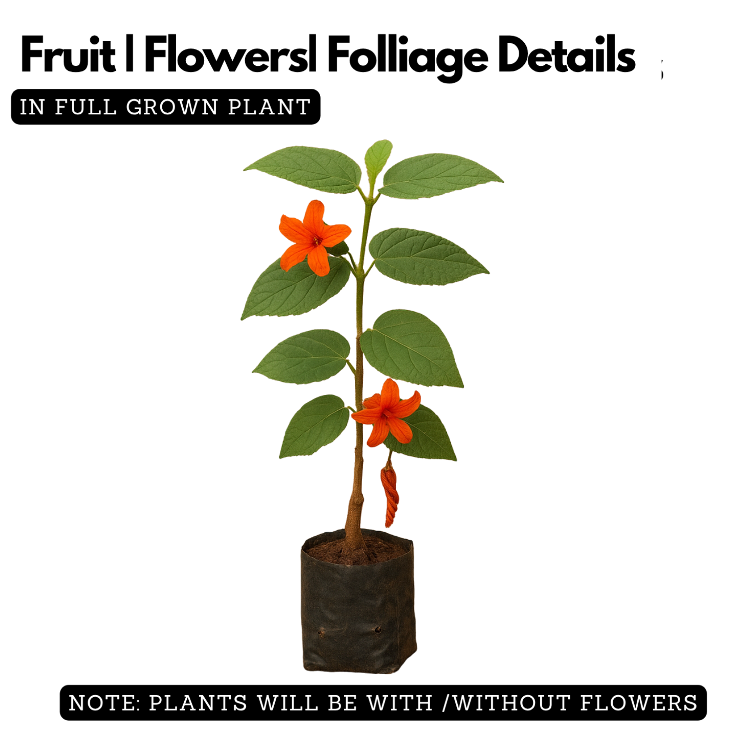 Idampiri valampiri (Helicteres isora) Live Plant (Home & Garden)