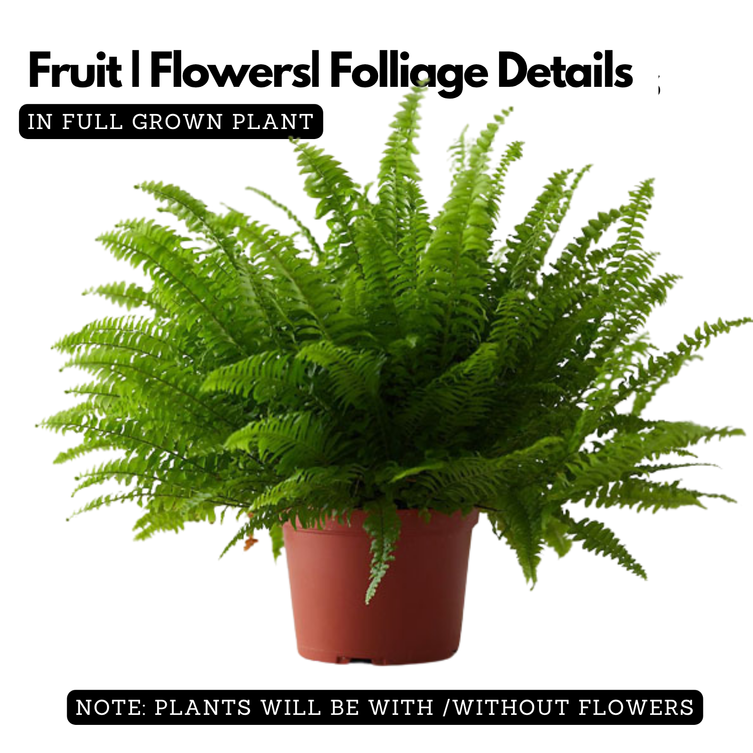 Boston fern plant (Nephrolepis exaltata)  (Home & Garden)
