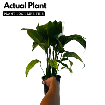 cupido peace lily care Spathiphyllum Cupido Peace Lily Large Flowered Flowering/Ornamental Li –  Hug A Plant