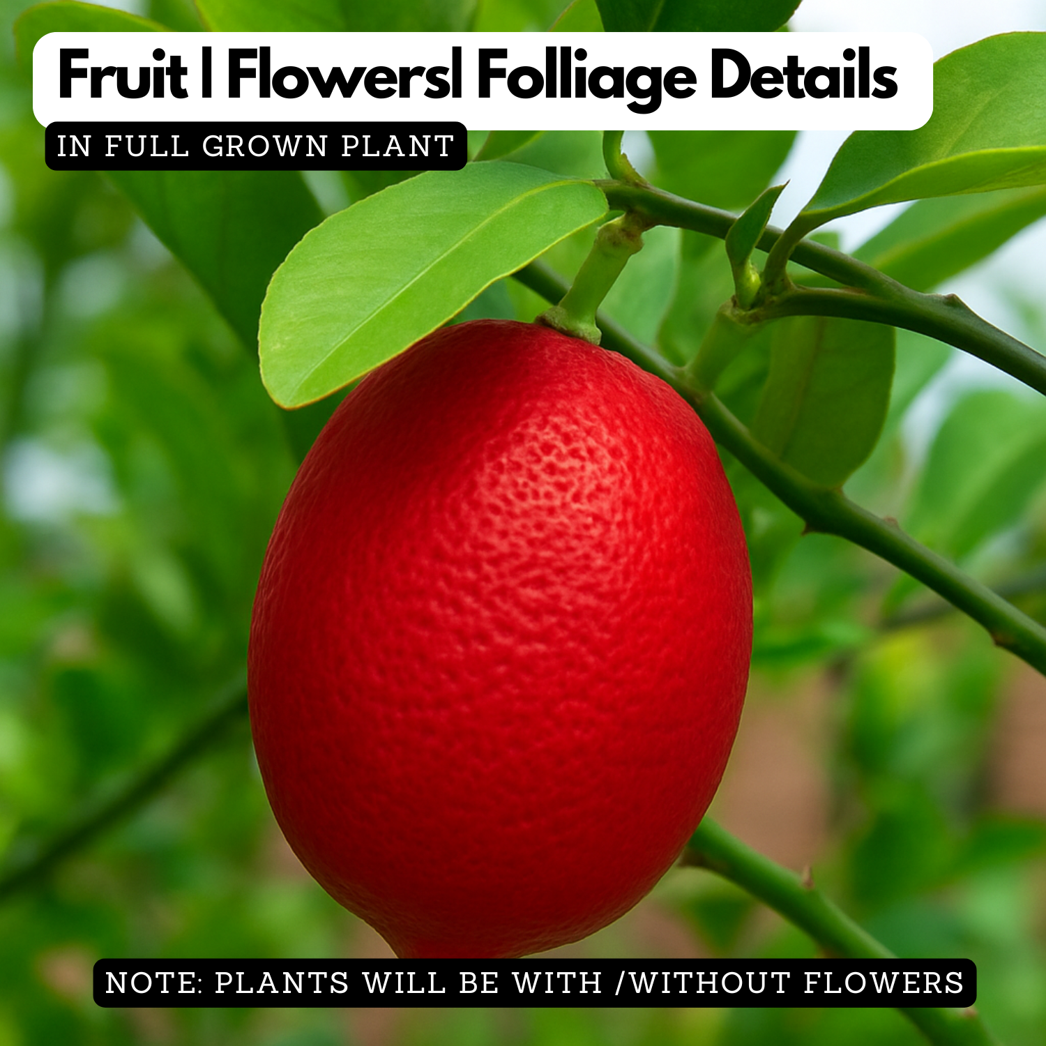Red Lemon (Citrus limonimedica) Live Plant(Home & Garden)