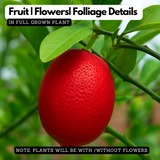 Red Lemon (Citrus limonimedica) Live Plant(Home & Garden)