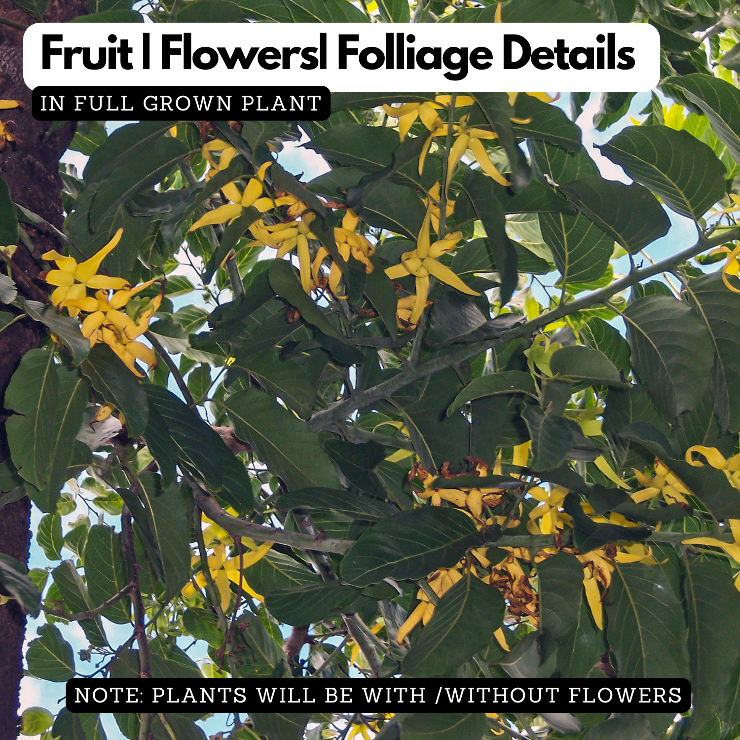 Langi Langi Plant(Cananga odorata)Live Plant(Home & Garden)