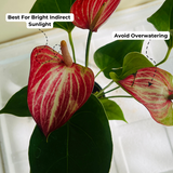Anthurium Livium Red | Candy Cane | Flamingo Flower Flowering/Ornamental Live Plant (Home & Garden)