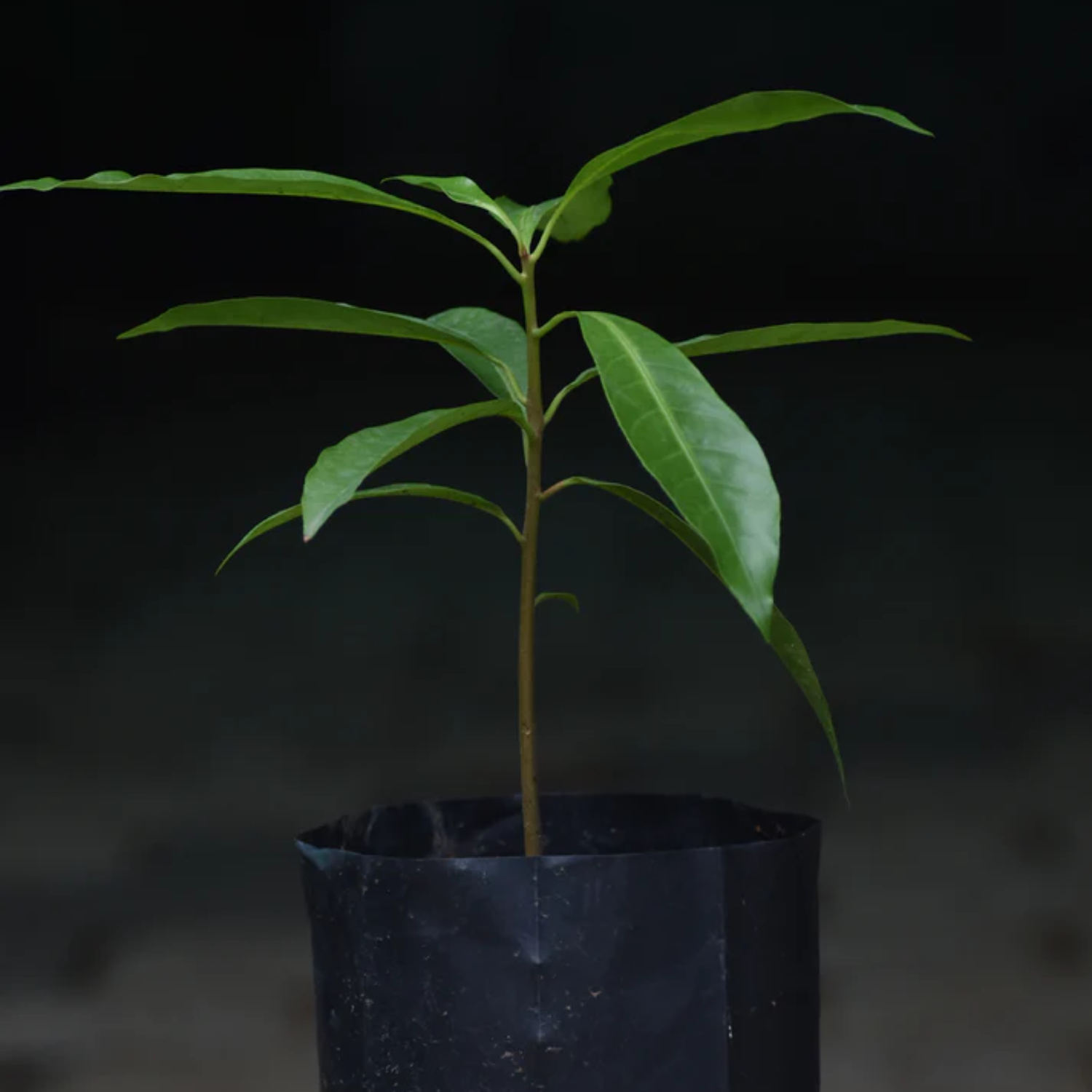 Ross Sapote (Pouteria SP) Seedling Fruit Plant (Home & Garden Plants)