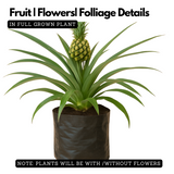 Ornamental Pine Apple Live Plant(Home & Garden)