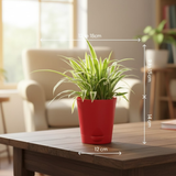 Hug A Plant | Spider Plant | Chlorophytum Live Air-Purifying Plant in 5-Inch Self-Watering Pot | Ideal for Home & Office Décor (Pot Colour May Vary Depending On Availability)