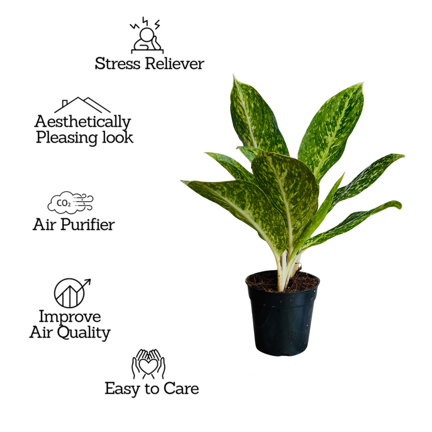 Aglaonema Butterfly (Aglaonema commutatum) Live Plant (Home & Garden)