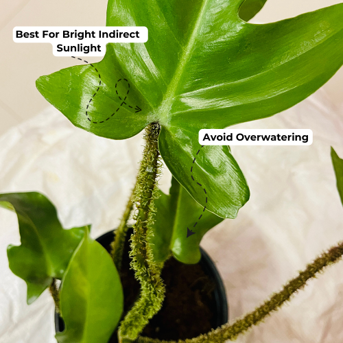 philodendron squamiferum hairy Philodendron Squamiferum / Hairy Philodendron