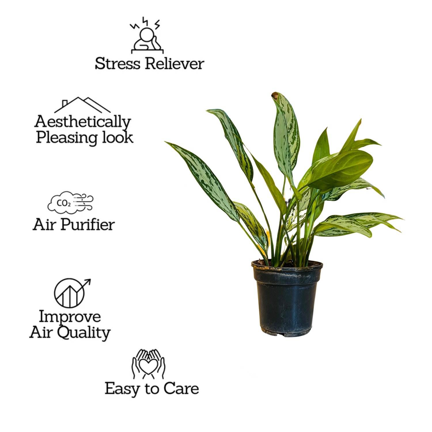 Aglaonema Silver Queen (Aglaonema commutatum) Live Plant (Home & Garden)