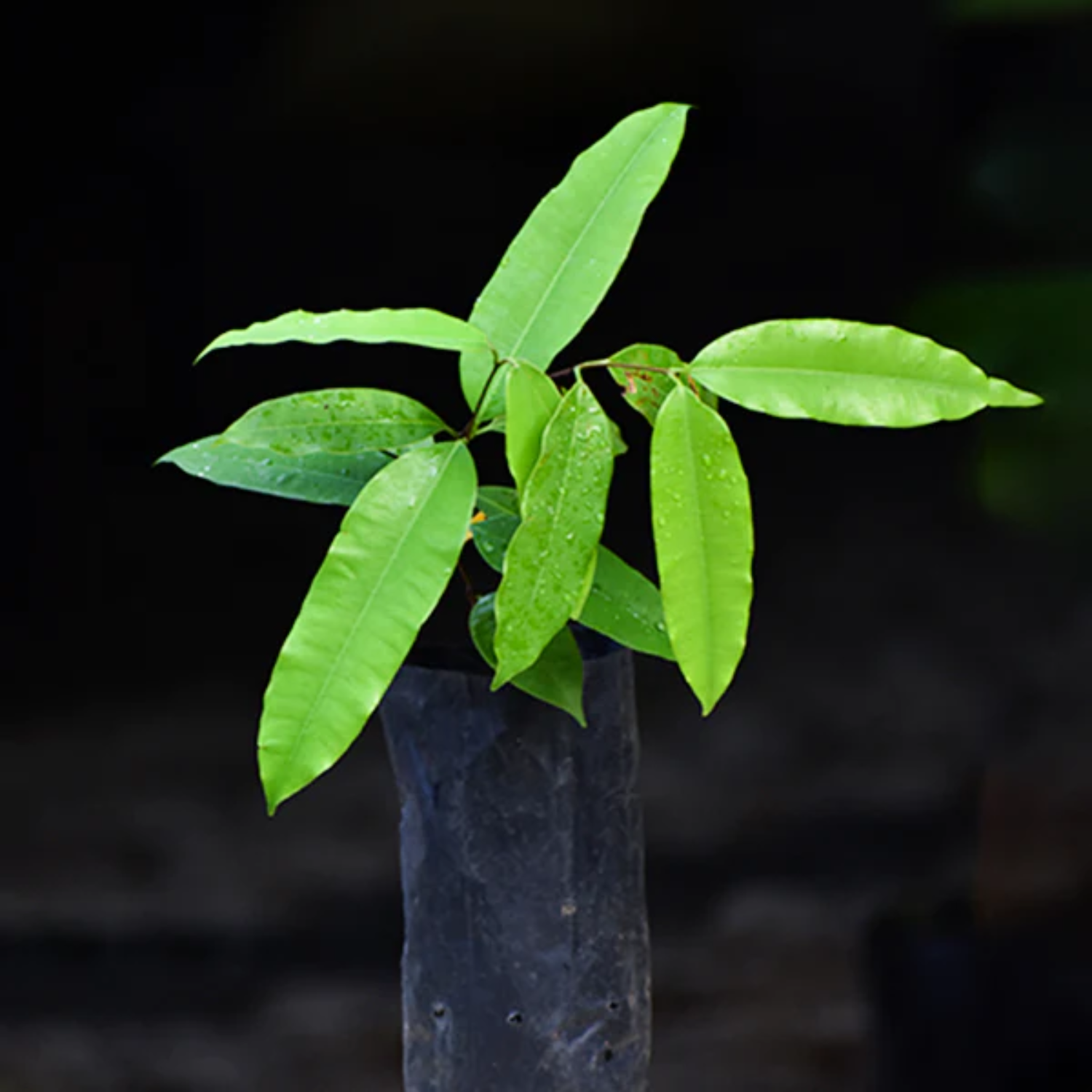 Kubal Fruit (Willughbeia sarawacensis) Seedling Fruit Plant (Home & Garden Plants)