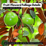 Star Apple / Milk fruit / Golden Leaf Tree (Arlo Chrysophyllum cainito)Grafted Fruit Live Plant (Home & Garden)