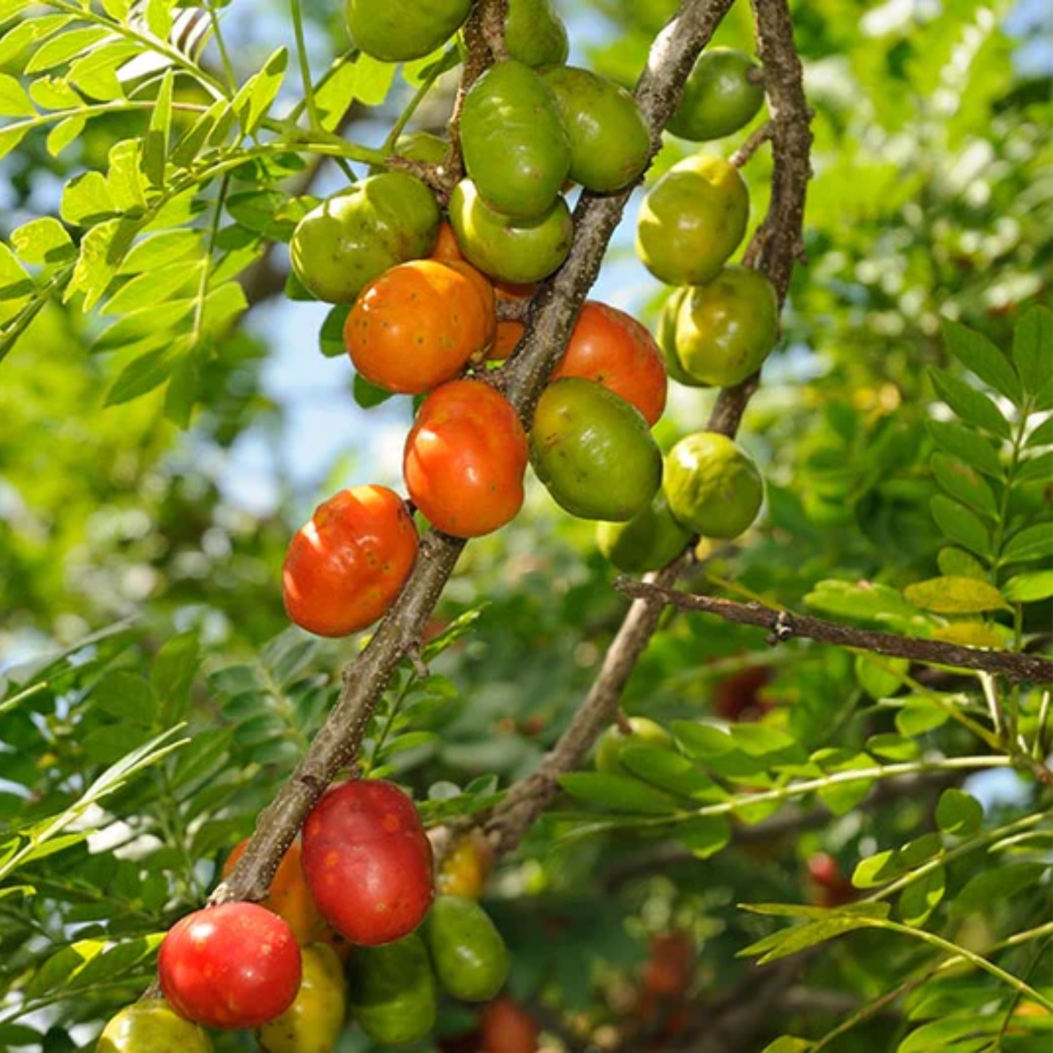 Red Mombin Fruit (Spondias purpurea) Seedling Fruit Plant (Home & Garden Plants)