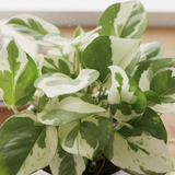 Scindapsus N’ Joy Pothos (Epipremnum aureum ‘N’Joy’) In 4 Inch Pot | Indoor Air-Purifying Variegated Money Plant | Ideal for Home & Office Décor