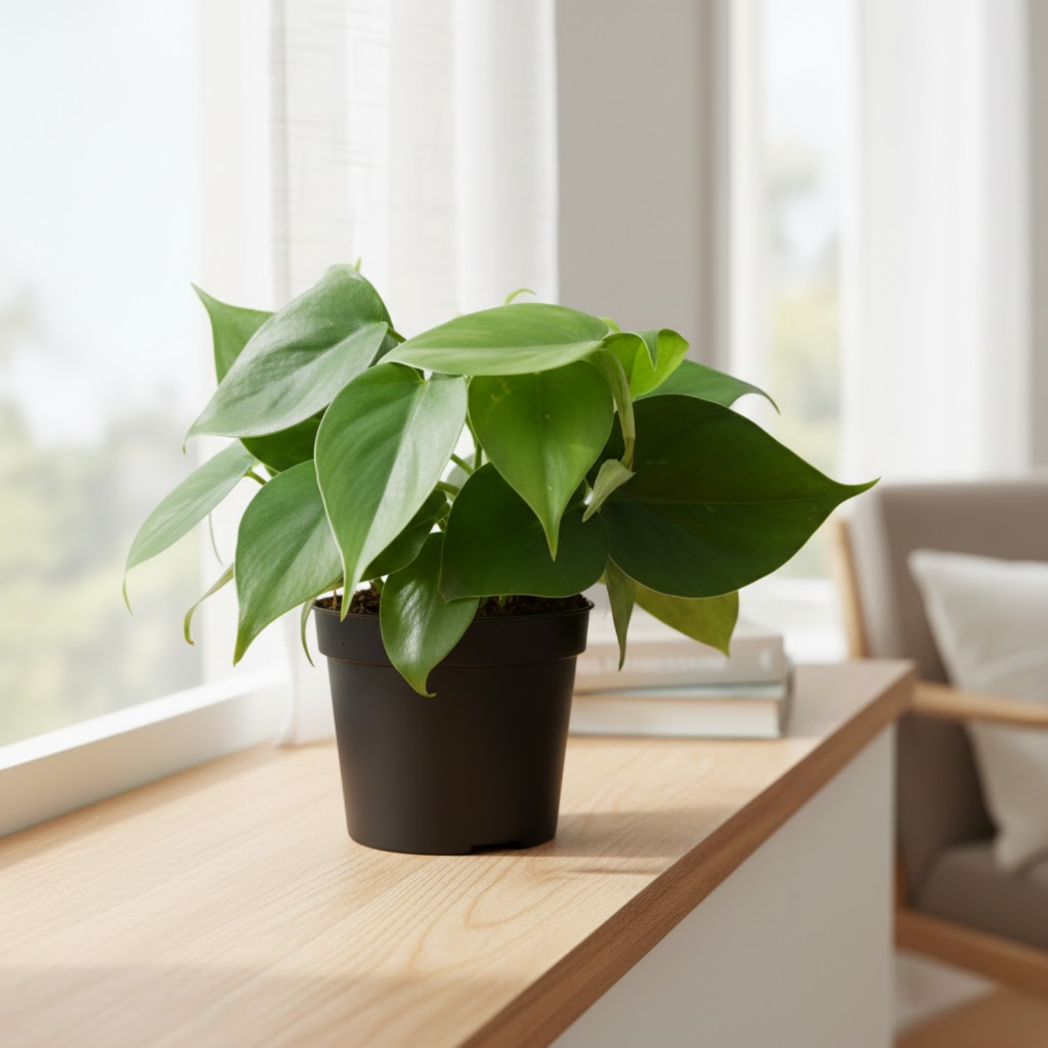 Combo of 4 Live indoor Plants | Set of 4 [Syngonium Pink Neon, Jade Mini, Money Plant Golden, Philodendron Oxycardium Green] | Indoor Air-Purifying Decorative Plants | Ideal for Home & Office Décor