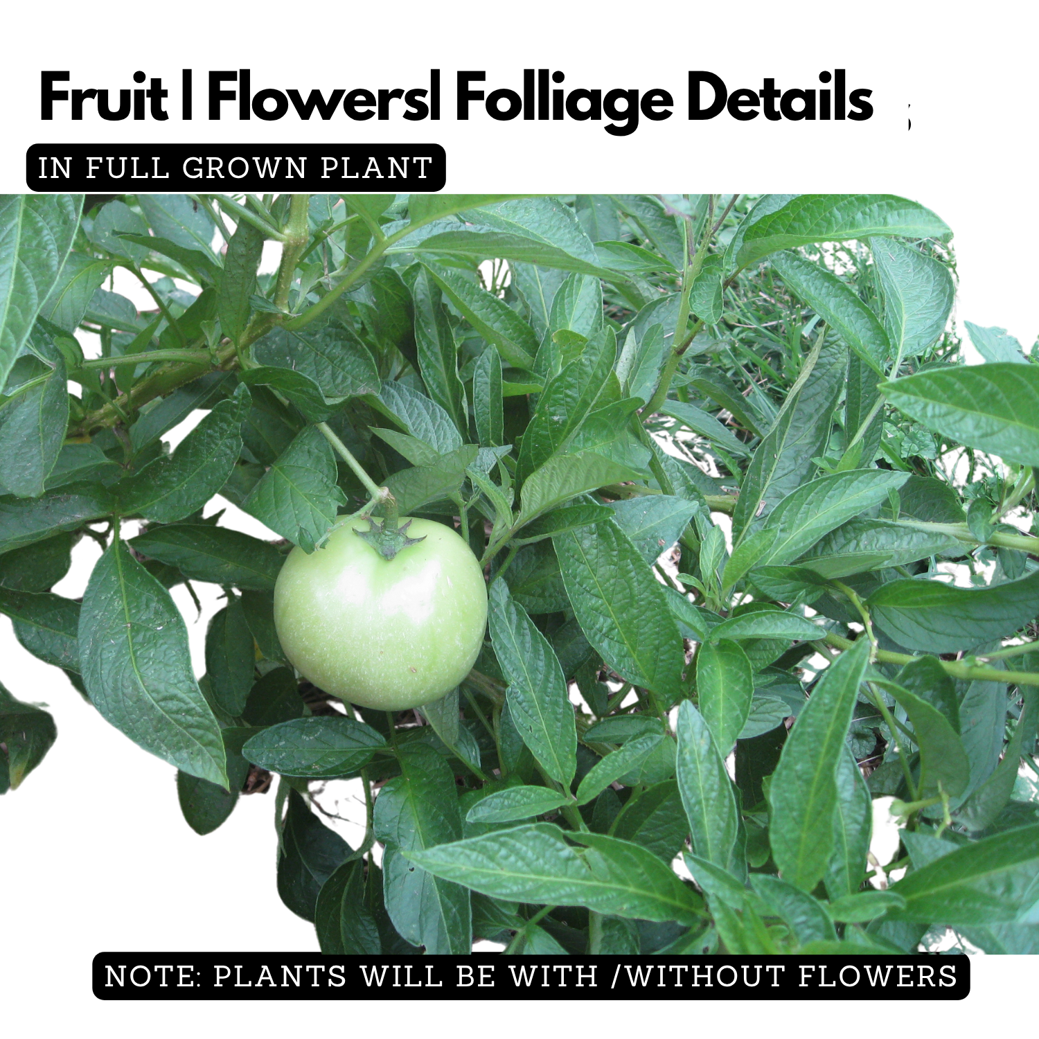 Pepino Fruit Plant(Solanum muricatum)  Live Plant (Home & Garden)