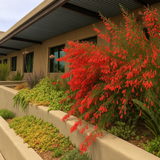 FireCrackerRed Live Plant (Home & Garden)