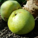 Pouteria macrocarpa Seedling Fruit Plant (Home & Garden Plants)