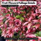 Eugenea Liver Red(Syzygium myrtifolium 'Red') Live Plant (Home & Garden)