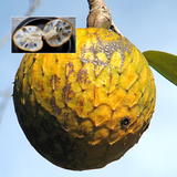 Beach Sugar Apple (Annona Salzmannii) Seedling Fruit Plant (Home & Garden Plants)