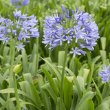 Agapanthus Blue | African Lily Flowering/Ornamental Live Plant (Home & Garden)