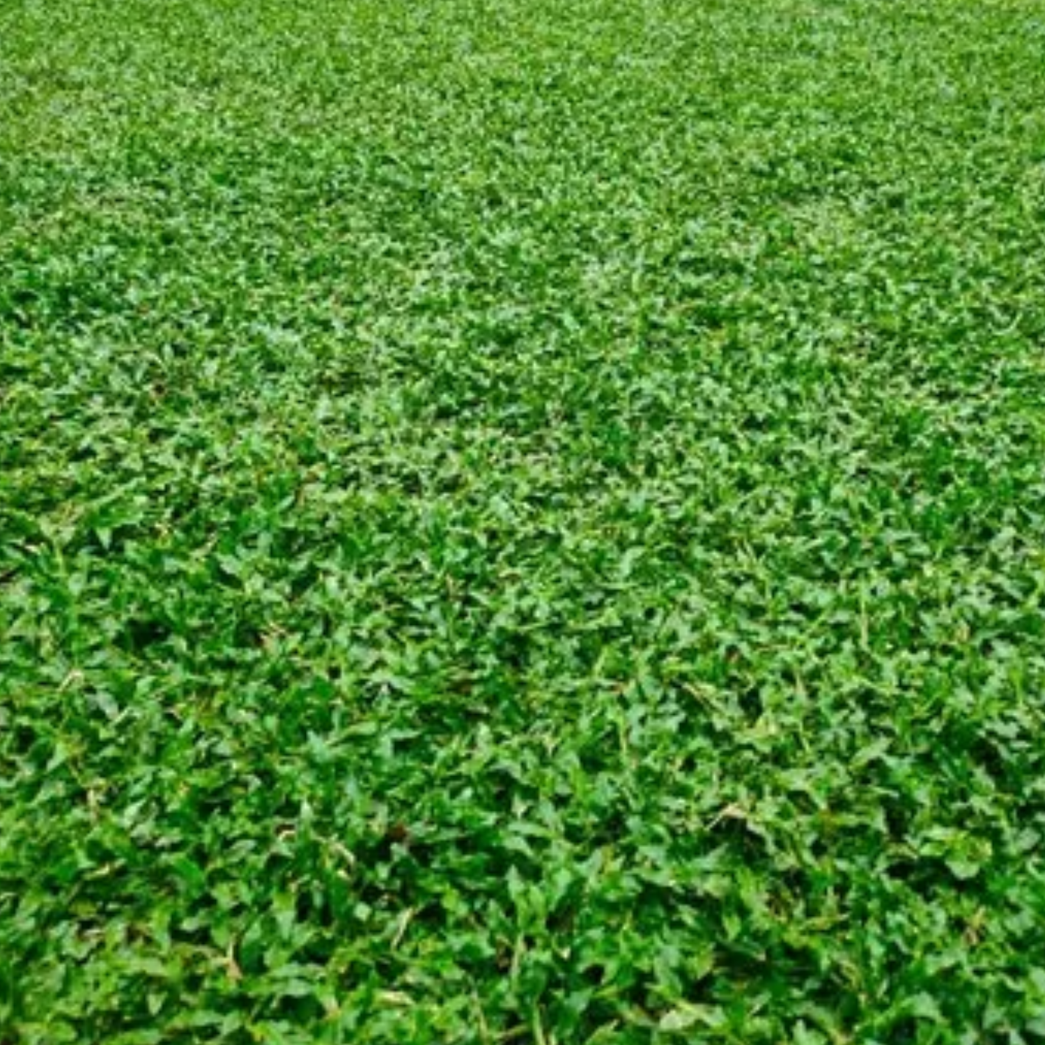 Pearl Grass Per SQFT For Lawn, Ground,Garden (Home & Garden)
