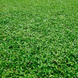 Pearl Grass Per SQFT For Lawn, Ground,Garden (Home & Garden)