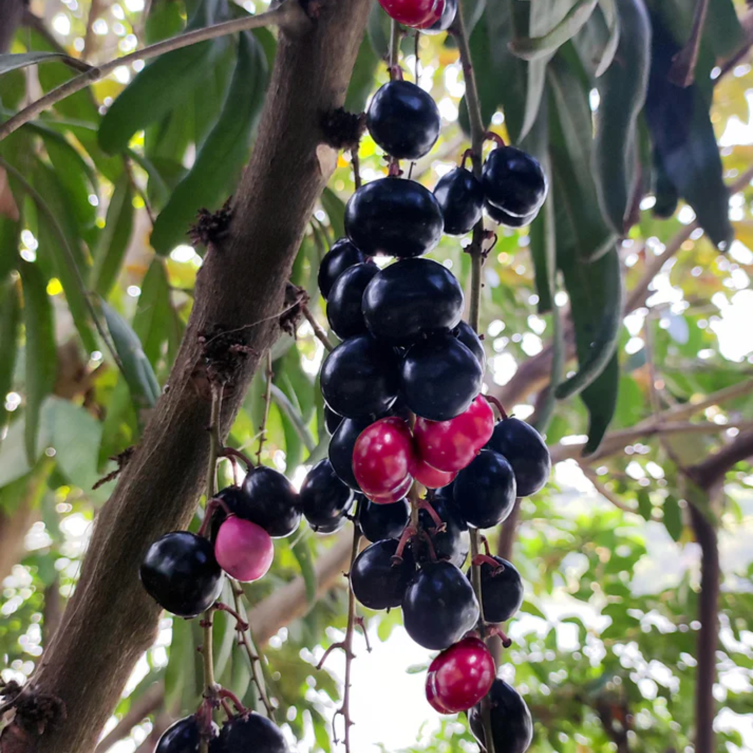 Chamaliang Fruit (Lepisanthes Fruticosa) Seedling Fruit Plant (Home & Garden Plants)