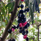 Chamaliang Fruit (Lepisanthes Fruticosa) Seedling Fruit Plant (Home & Garden Plants)