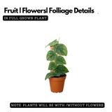 Monstera Dubia Plant  Live Plant(Home & Garden)