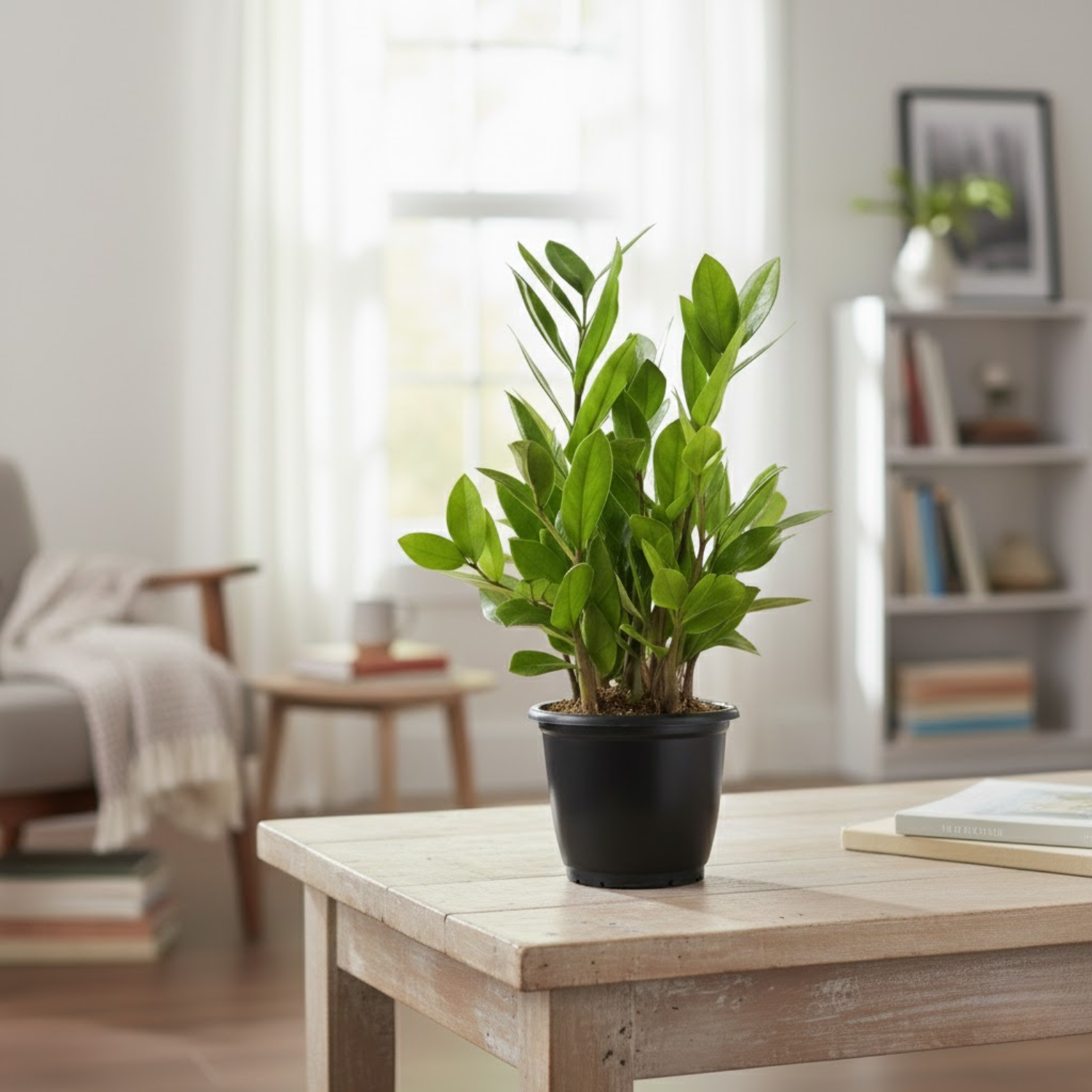 Air Purifying Plants Combo Set Of 2 [ZZ Plant & Philodendron Birkin] | Indoor Decorative Live Plants | Low-Maintenance | Ideal for Home & Office Décor