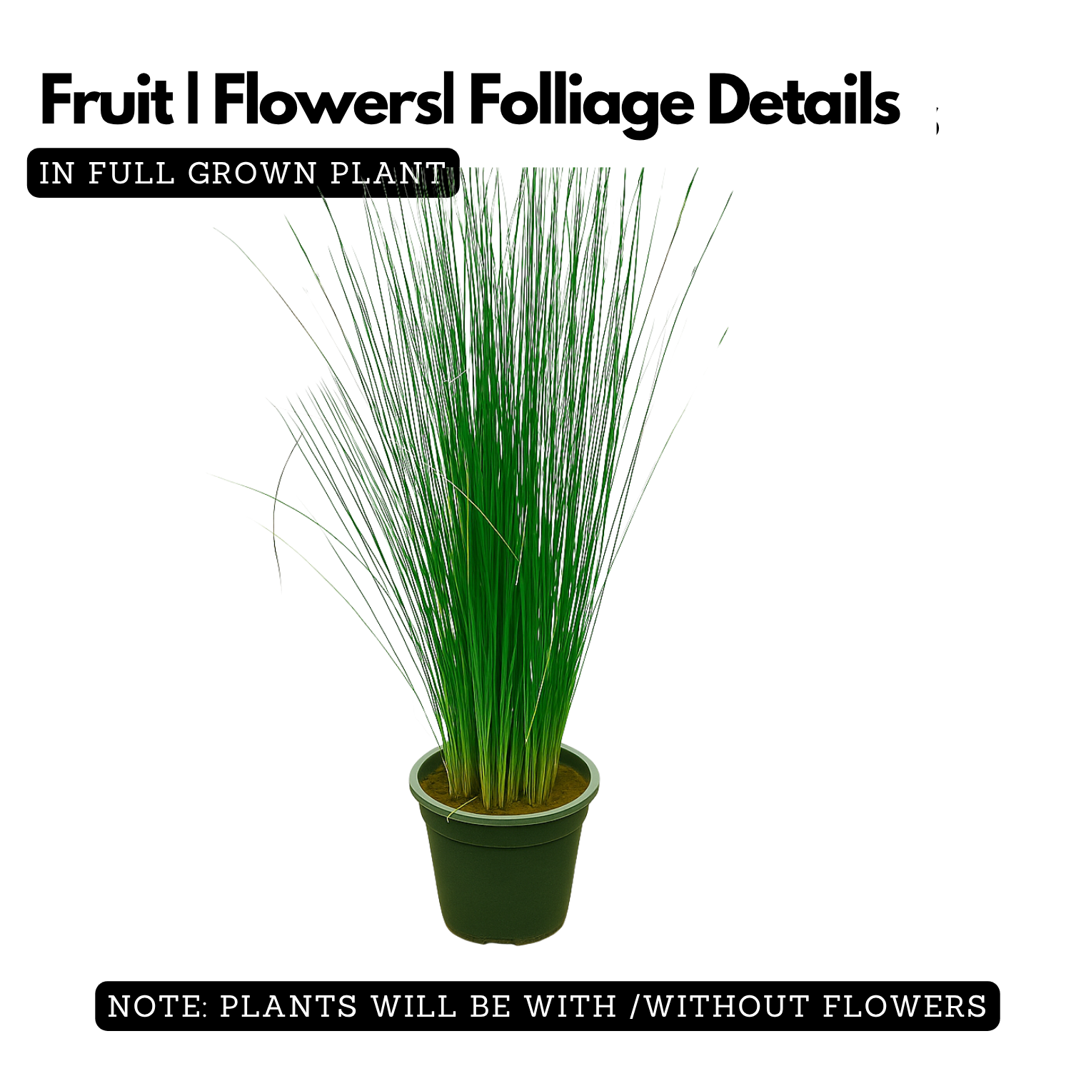 Pencil Grass(Juncus effusus) Live Plant (Home & Garden)