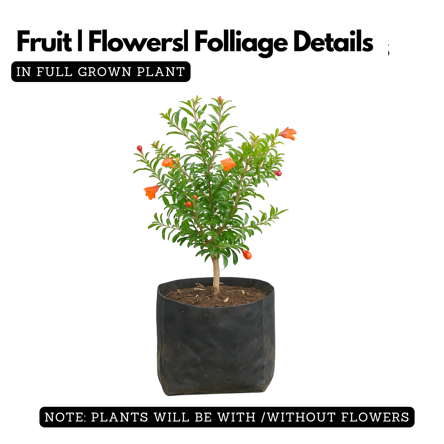 Ornamental Pomegranate (Punica granatum) Fruit Live Plant (Home & Garden)