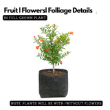 Ornamental Pomegranate (Punica granatum) Fruit Live Plant (Home & Garden)