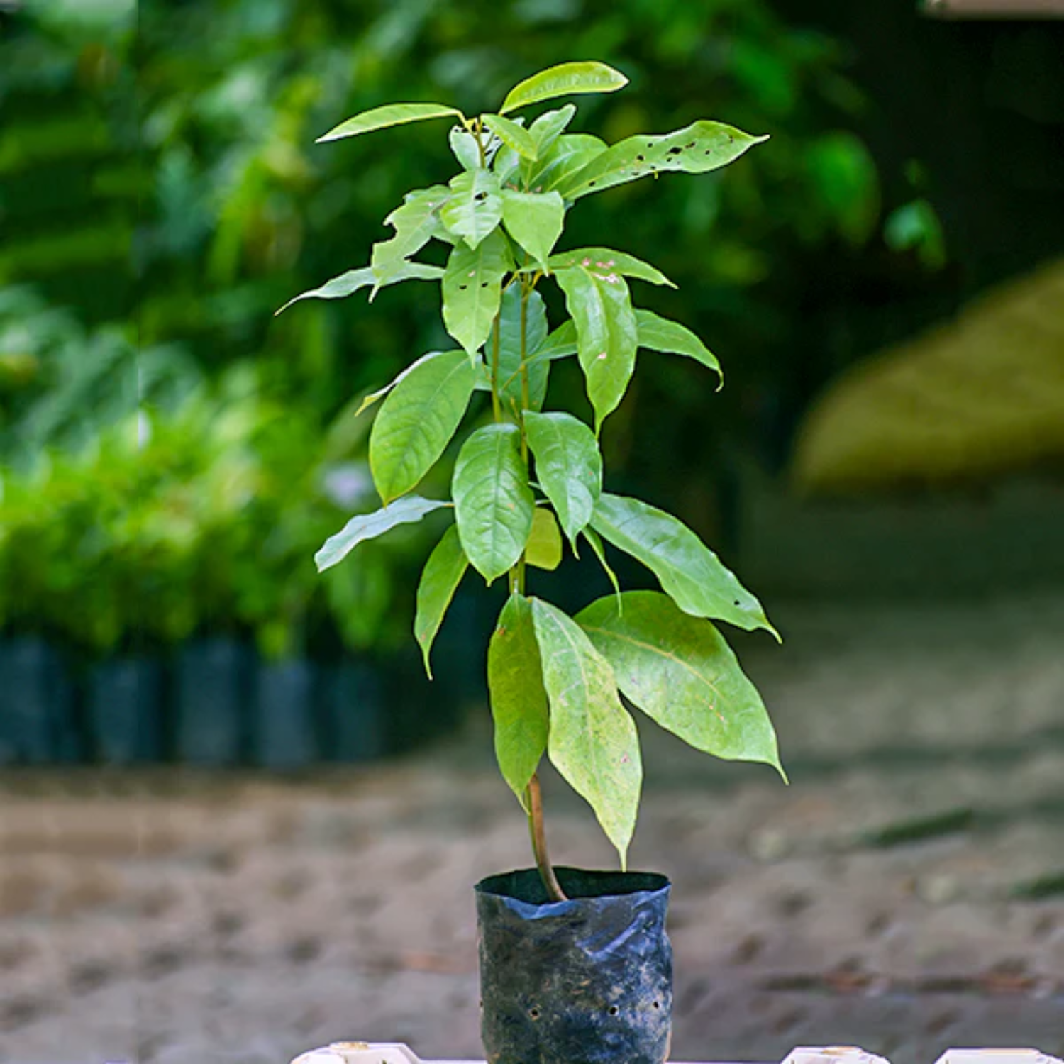 Kola Nut Fruit (Cola Acuminata) Seedling Fruit Plant (Home & Garden Plants)