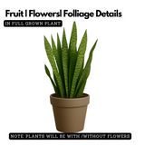Live Snake Plant (Sansevieria trifasciata)(Home & Garden)