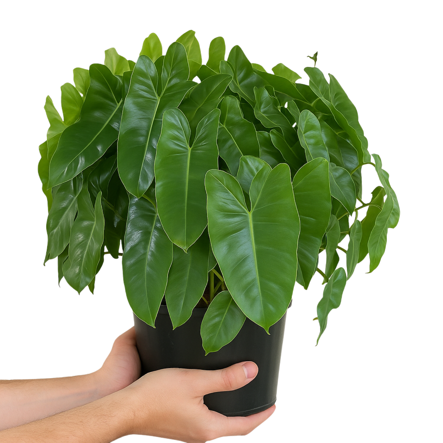 Philodendron burle-marxii Live Plant with Hanging For(Home & Graden)