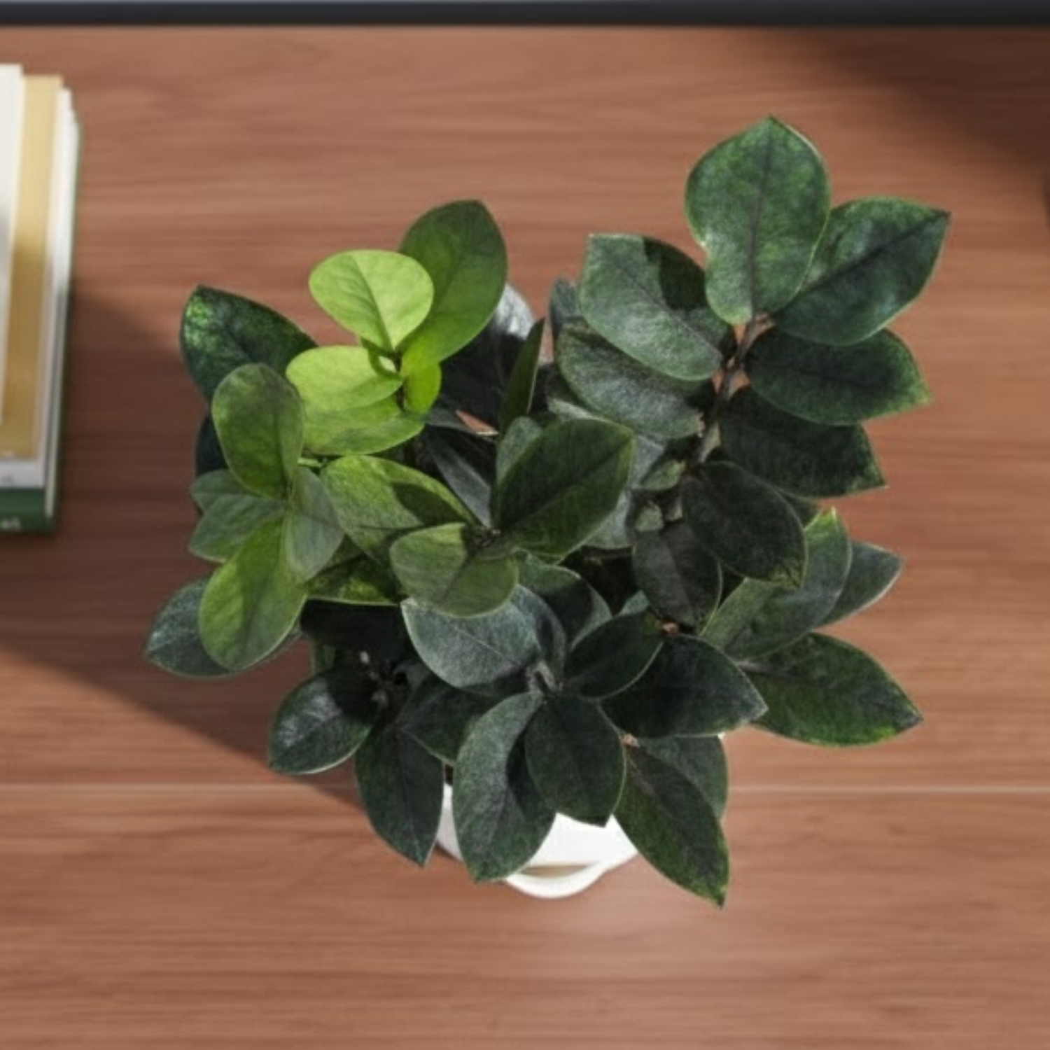 Black ZZ Plant (Raven Zamioculcas zamiifolia) in 5 Inch Slef-watering Pot | Indoor Air-Purifying | Low-Maintenance | Perfect for Home & Office (Pot Colour May Vary On Availability)