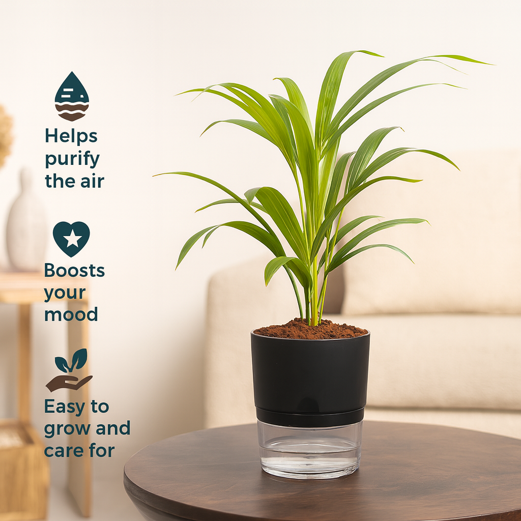Areca Palm Live Indoor Air Purifier Plant in 6 Inch Self Watering Pot | Perfect for Home & Office Décor (Pot Colour May Vary Depending On Availability)