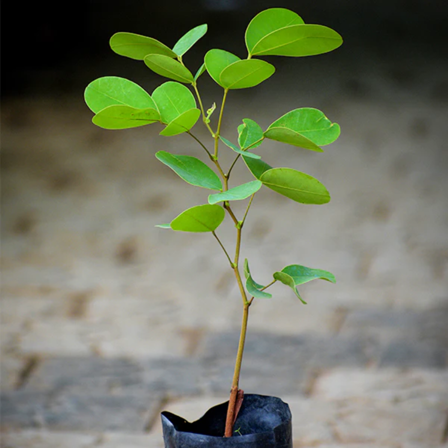 Kor Koh Fruit (Sindora Siamensis) Seedling Fruit Plant (Home & Garden Plants)