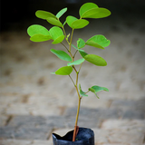 Kor Koh Fruit (Sindora Siamensis) Seedling Fruit Plant (Home & Garden Plants)