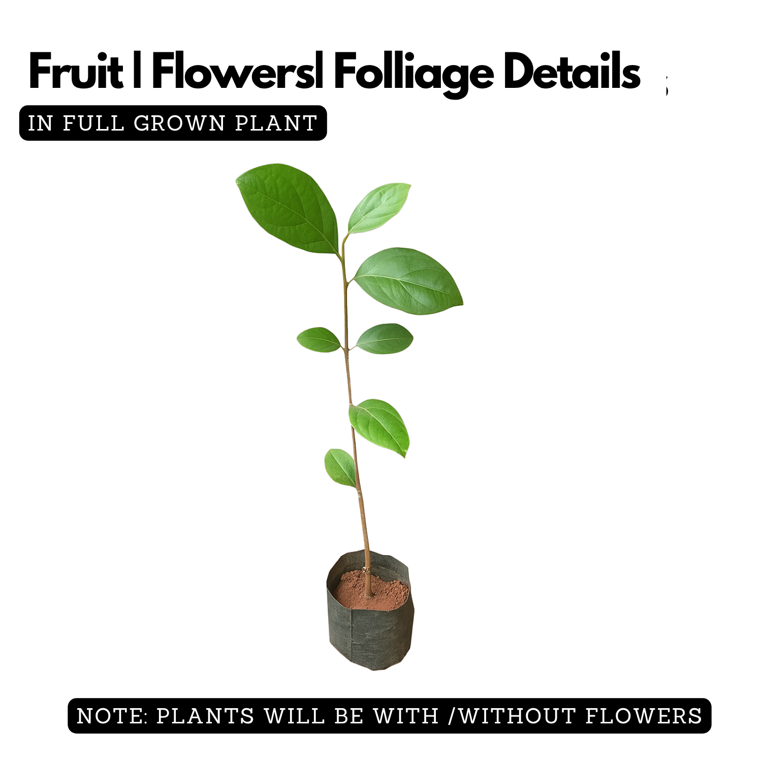 Congea Tomentosa Live Plant (Home & Garden)