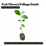 Congea Tomentosa Live Plant (Home & Garden)