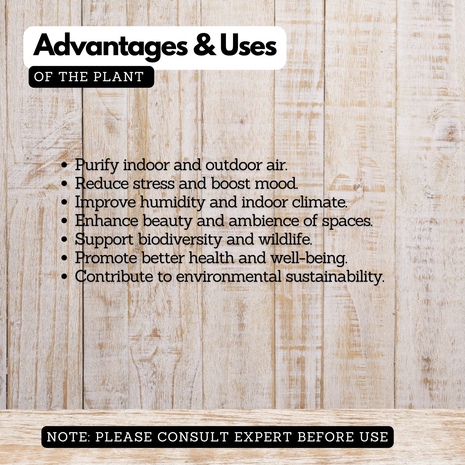 Congea Pink (Wynorg Congea) - Pink Petrea Vine Creeper Flowering/Ornamental Live Plant (Home & Garden)