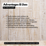 Congea Pink (Wynorg Congea) - Pink Petrea Vine Creeper Flowering/Ornamental Live Plant (Home & Garden)