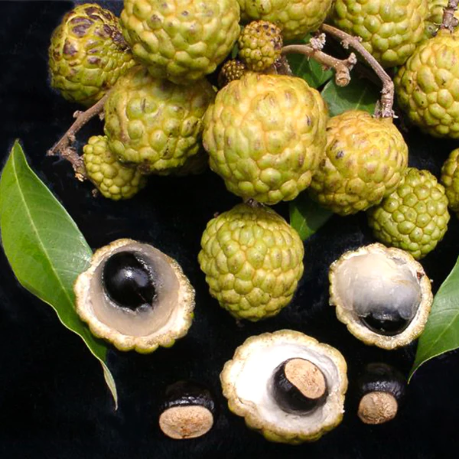 Alupag fruit (Dimocarpus Didyma) Grafted Fruit Plant (Home & Garden Plants)