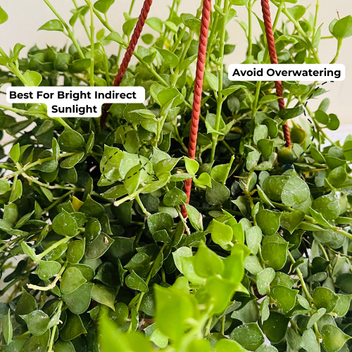Dischidia Hanging Plant With Pot