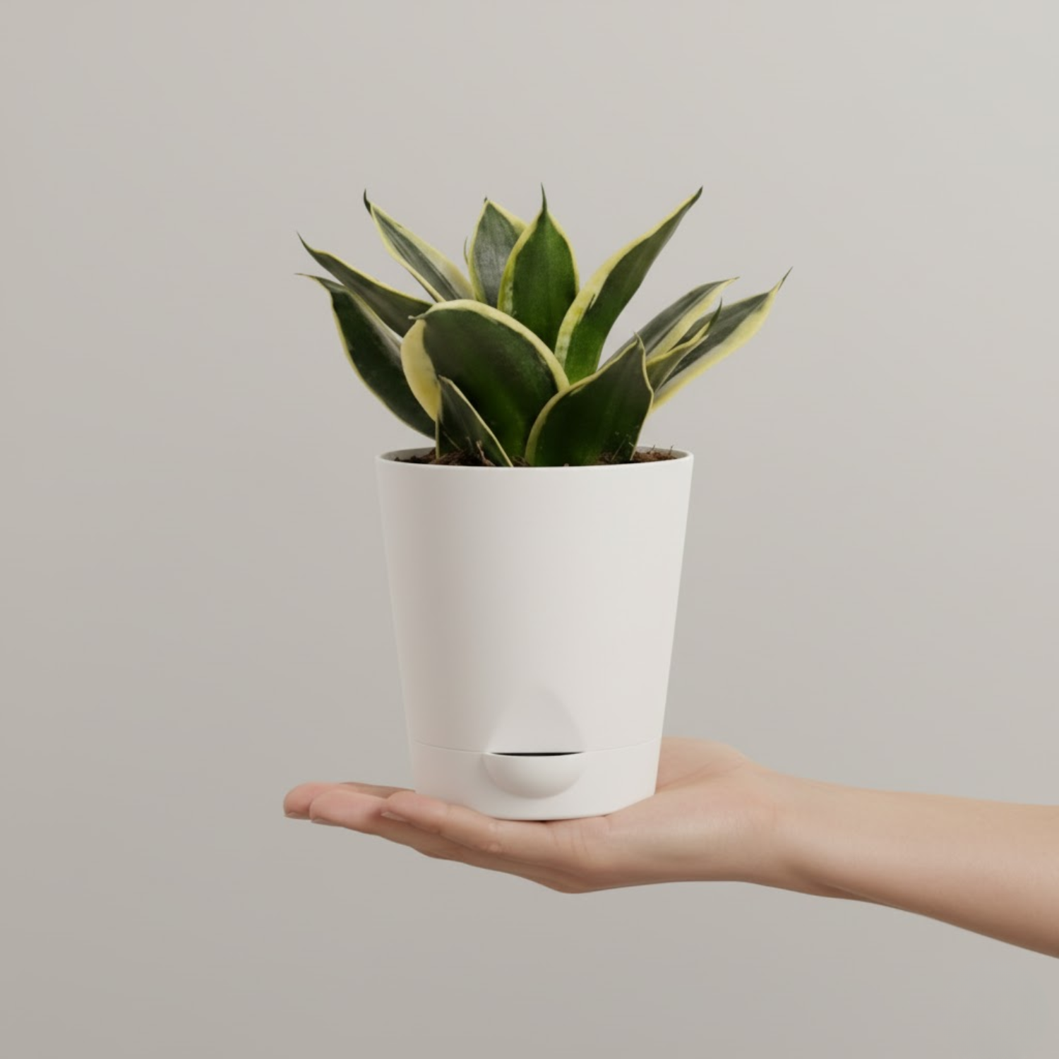 Sansevieria Golden Hahnii (Snake Plant) In 4 Inch Self-watering Pot | Indoor Air-Purifying | Compact & Low-Maintenance | Ideal for Home & Office Décor (Pot Colour May Vary On Availability)